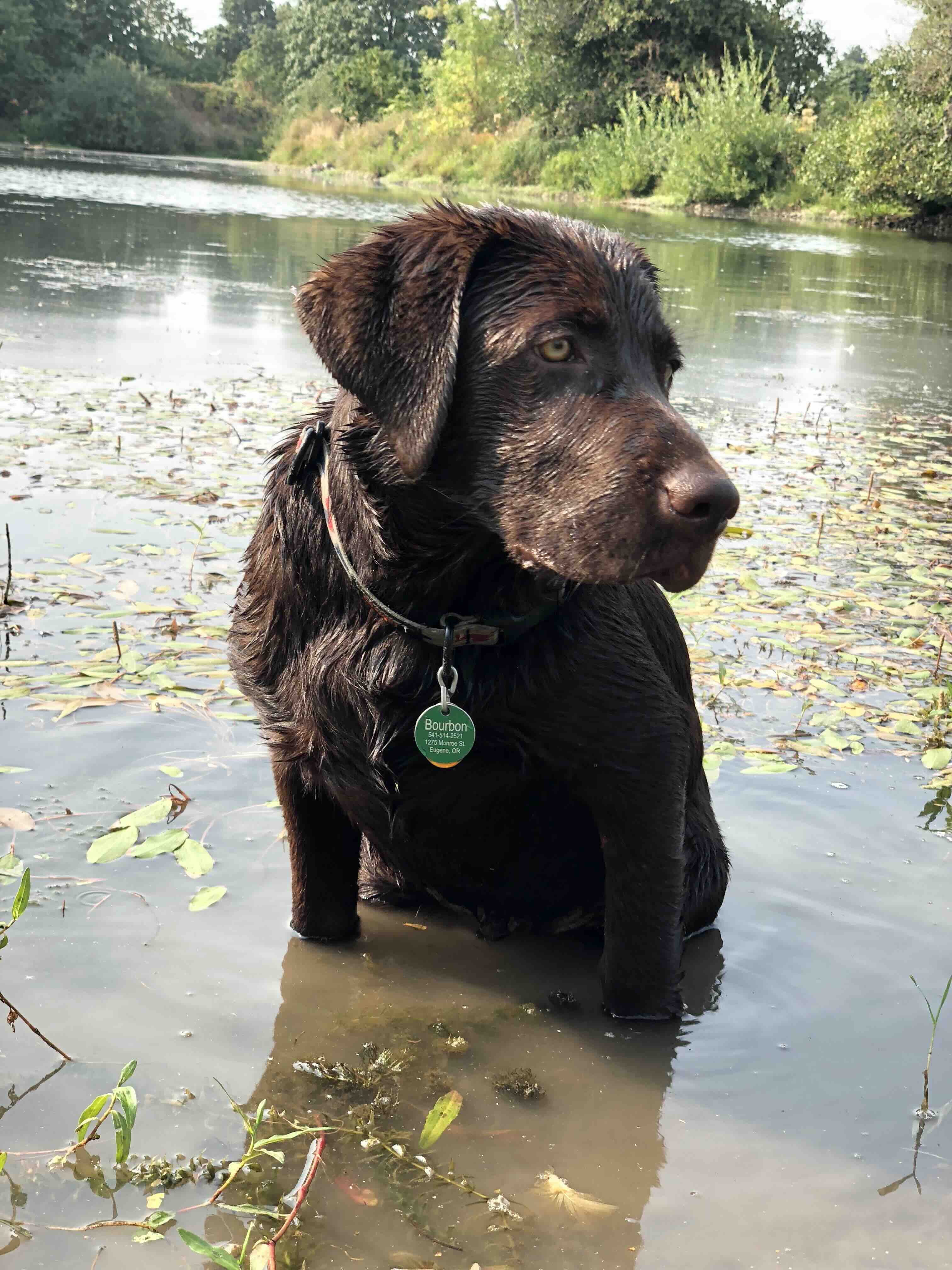 Bourbon the chocolate lab in the river